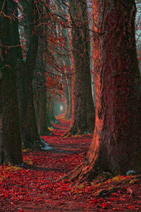 Trees in forest during autumn