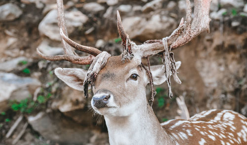 Close-up of deer on field