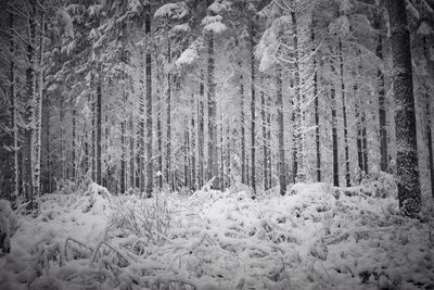 Snow covered trees in forest