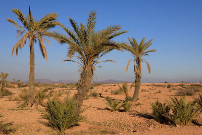 Palm tree in desert against sky