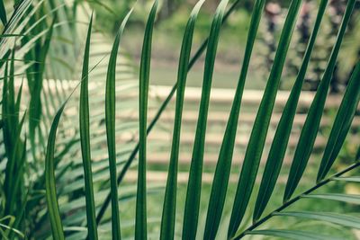 Close-up of palm leaf