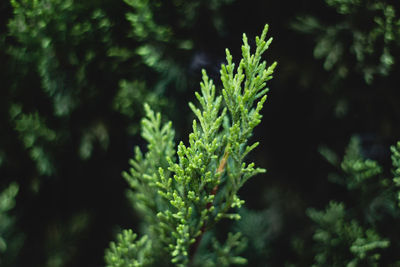 Close-up of fresh green leaves on tree