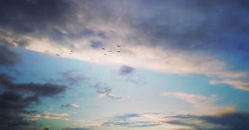 Low angle view of birds flying in sky