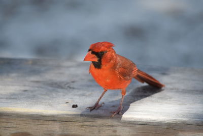 Close-up of bird perching on wood