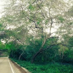 Road passing through forest