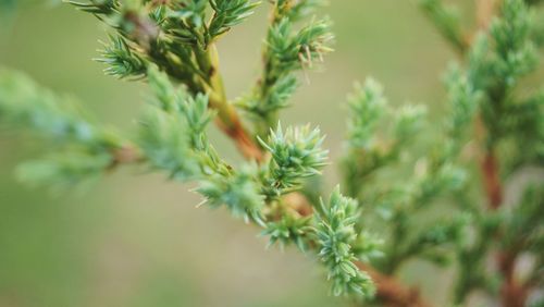 Close-up of tree branch