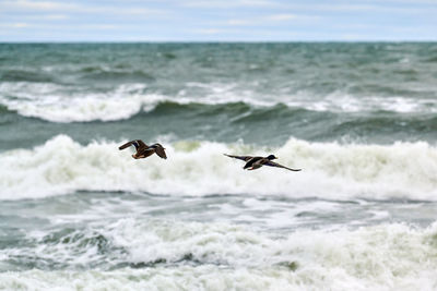 Two mallard waterfowl birds flying over sea water. seascape of hovering birds. mallard duck.