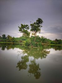 Tree by lake against sky