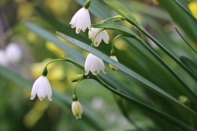 Close-up of white flowers