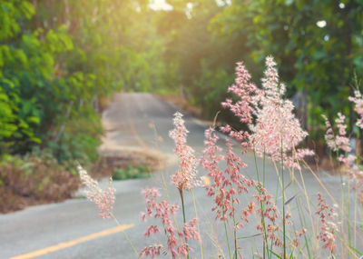 Close-up of plant growing by road