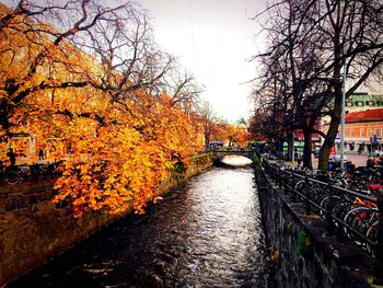View of canal passing through a forest