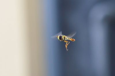 Close-up of insect