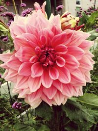 Close-up of dahlia blooming outdoors