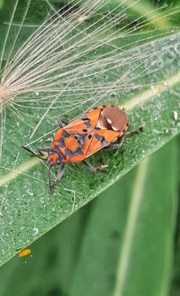 Close-up of insect on leaf