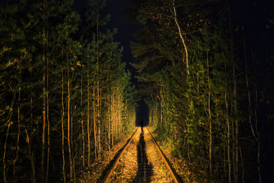 Railroad tracks in forest