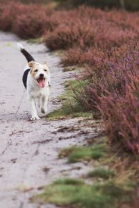 Dog running on field