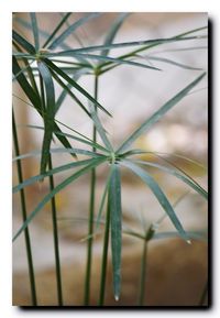 Close-up of plant