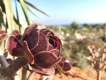 Close-up of prickly pear cactus