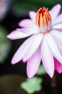 Close-up of pink flower blooming outdoors