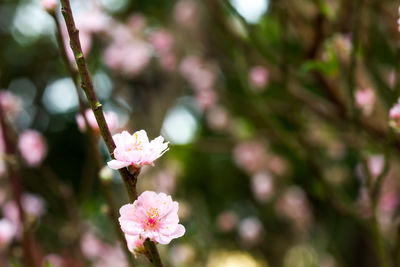 Close-up of pink flowers
