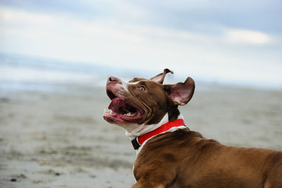 Dog running at beach against sky during sunset