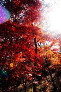 Low angle view of trees against sky at night