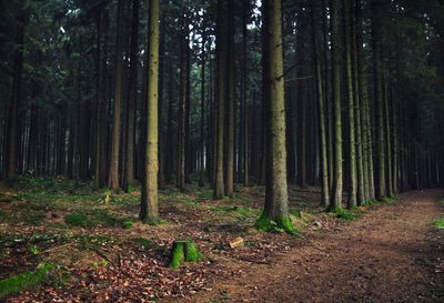 Trees in forest