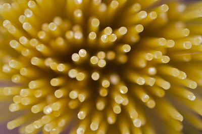 Full frame shot of yellow flower