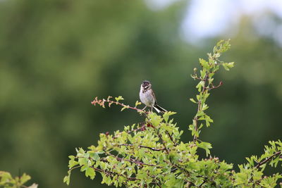 Reed bunting  perching on a tree