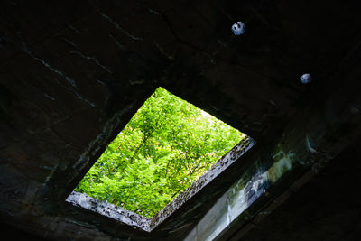 Low angle view of plants seen through window