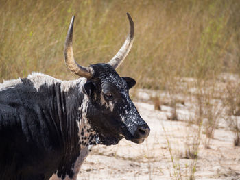 Close-up portrait of cow with large horns in zambia, africa