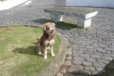 Dog sitting on grass waiting for snack