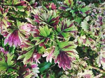 High angle view of flowering plant