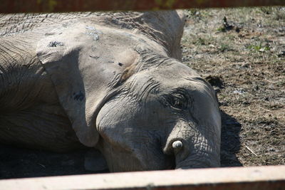 Close-up of horse