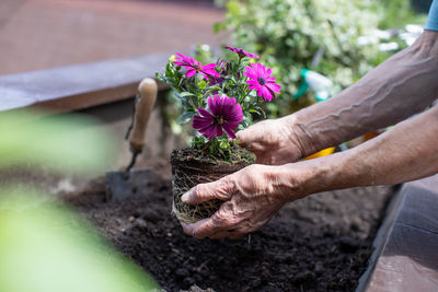 Elderly woman planting flowers in her small terrace garden
