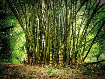 Green trees growing in forest