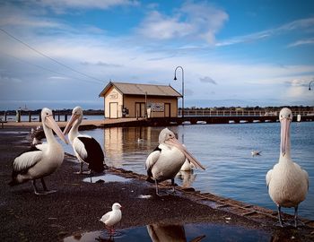 Seagulls on beach