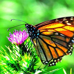 Close-up of butterfly pollinating on flower