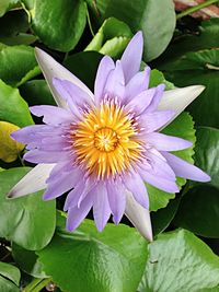 Close-up of purple flowers