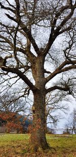 Bare tree on landscape against sky