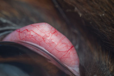 Close-up of ulcer on dog skin
