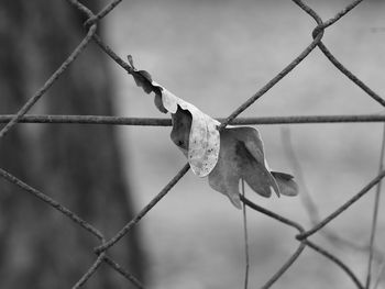 Close-up of barbed wire on chainlink fence