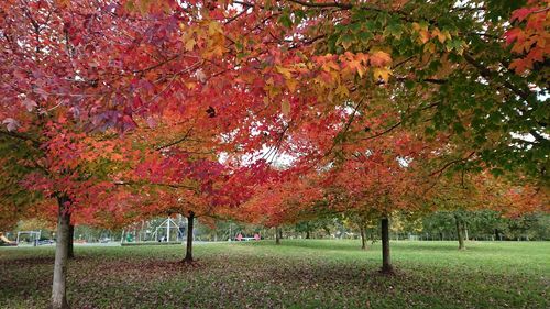 Trees in park during autumn