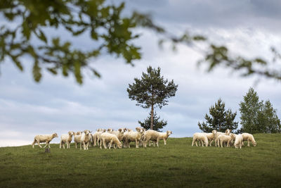 Horses grazing in a field