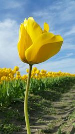 Close-up of yellow flowers blooming in field