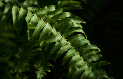 Close-up of fern