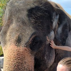 Close-up of elephant