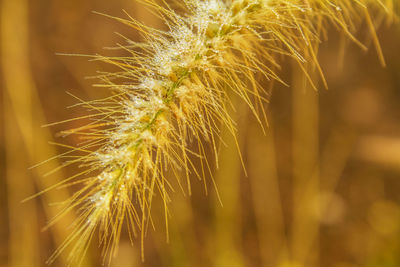 Close-up of dandelion growing on field