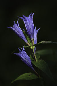 Close-up of purple flowering plant