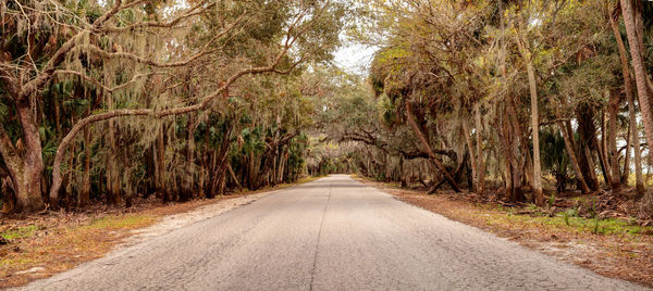 Road amidst trees in forest